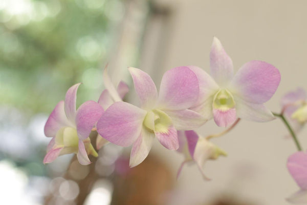 Orquídeas, la familia más grande en el reino de las plantas