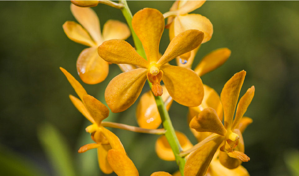 Orquídeas para regalar