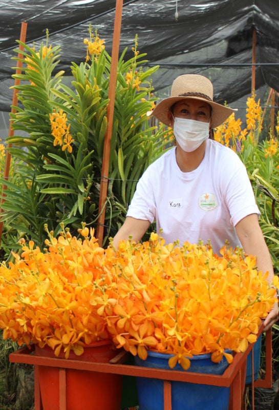 Productores de Orquídeas
