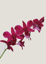 Orquidea dendrobium Magenta