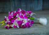 10 tallos de Orquídea dendrobium Sonia