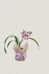 Encyclia Cordigera Orquídea