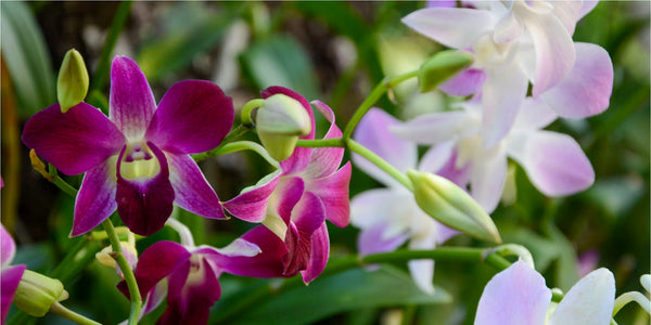 Orquídeas dendrobium, ¿Como cuidar tus orquídeas?