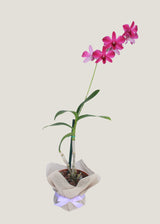 Orquídea Dendrobium, Envío a domicilio