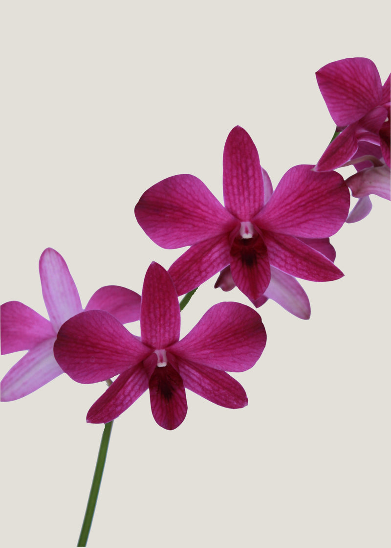 Orquídea Dendrobium Collage