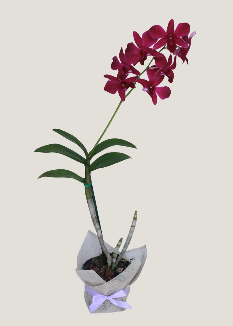 Orquídea dendrobium, envío a domicilio