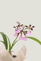 Encyclia Cordigera Orquídea